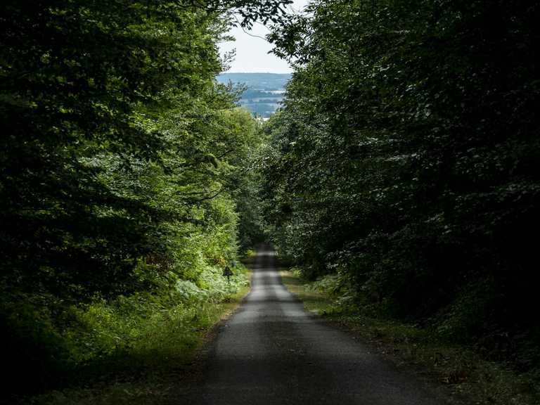 Route forestière dans la forêt de pins maritimes des Landes de Gascogne