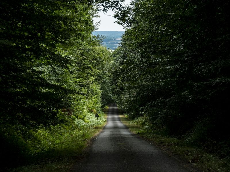 Route forestière dans la forêt de pins maritimes des Landes de Gascogne